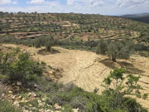 دنم في ابو شخيدم ظهر صبيح اطلاله غربيه للأبد