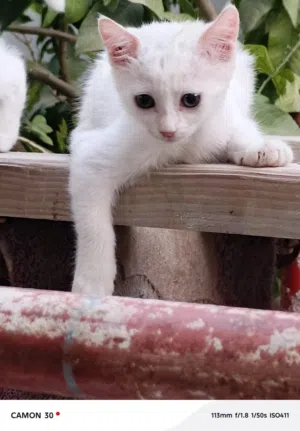 قطة انغورا لتبنى