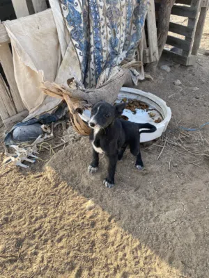 للبيع جرو تهجين جيرمن