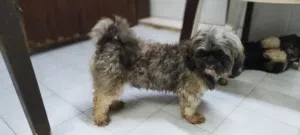 3 yr old.Male Shitzu - For Mating ONLY