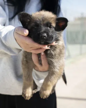 جـــــــــرو جــــــــيرمن سيـــــــــــــبل جرو يتمتع ببنية قوية وذكاء عالٍ، مناسب جدًا للحراسة