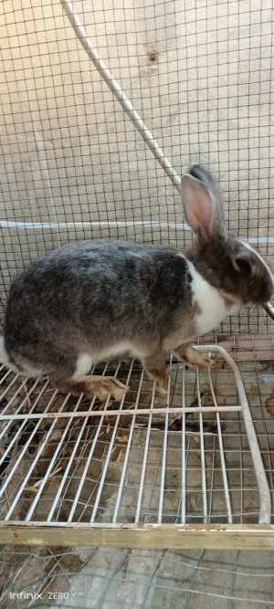 ارنبه للبيع female rabbit breeder