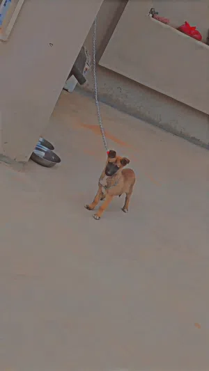 كلب مالينو