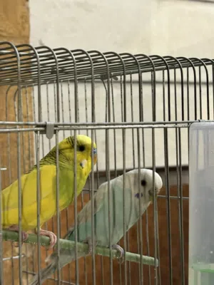 طيور حب للبيع