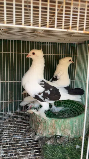 حمام زينه و حمام بلدي  شوف الوصف