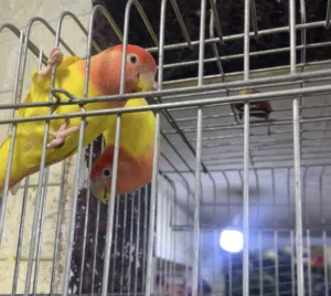 كوبية بركاديلو