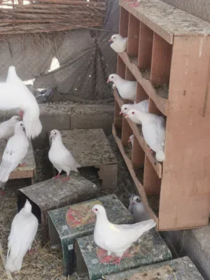 للبيع حمام لاحم فرنسي جامبو البيع جمله فقط اقراء الوصف