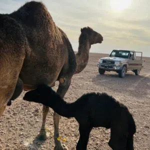 محمد العبيدي 