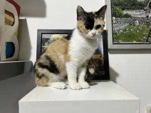 Twin Persian cat for adoption