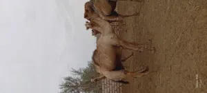 أضاحي للبيع