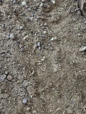 سماد للبيع ...