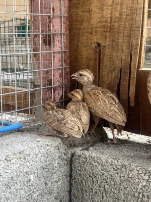 صفارد باكستانيه