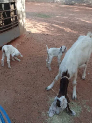 معزھ امعاھا جدي وعناق