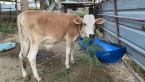 عجل نمساوي بصحه ممتازه جداً