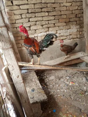 دجاج ابو اركيبةة