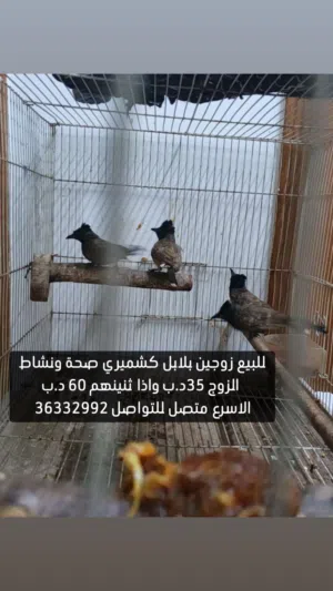 للبيع ازواج بلابل كشميري صحه ونشاط