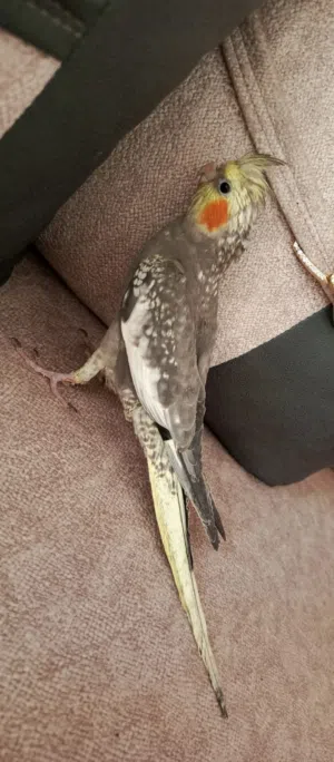 كوكتيل ايزابيل صحه ونظافه