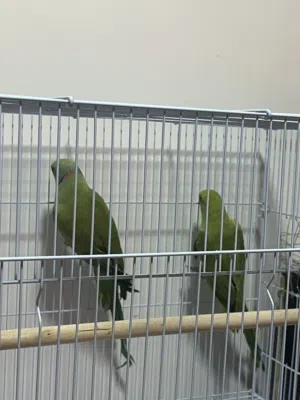 زوج دره منتج وسبق له الإنتاج ( الوصف مهم)