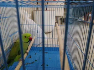 بغبغاء دره