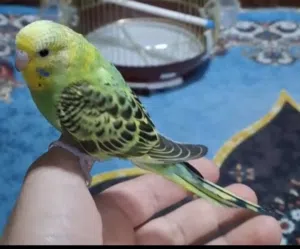 طيور حب بادجي ربوه
