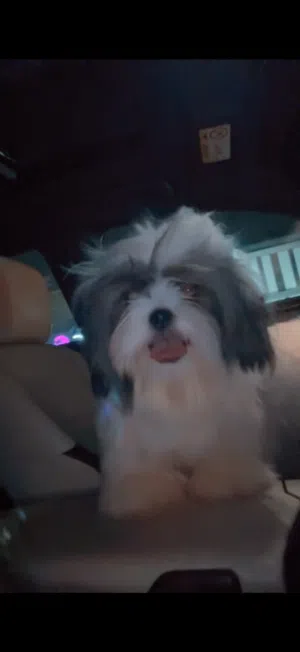 كلب شيتزو القزم ذكر العمر 4 شهور