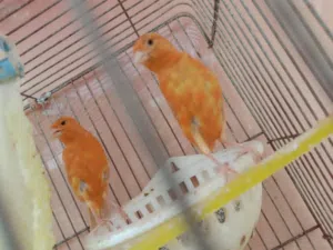جوز كنار مشمشي