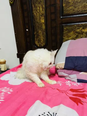 farsian cat