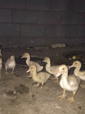 بشوش مصريات بيض كطن
