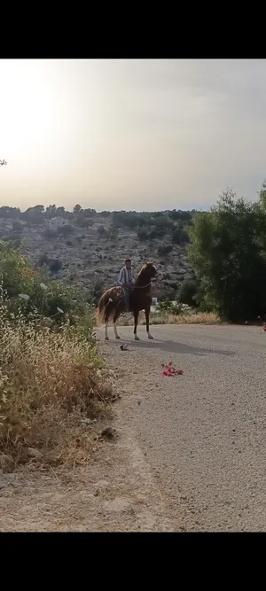 Horses0