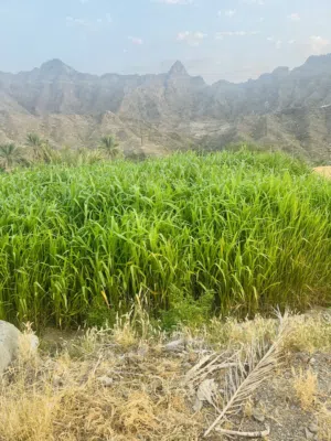 طعام المواشي