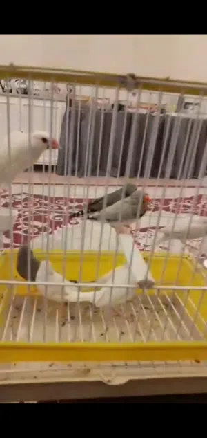 زوج جاوا و4 أزواج زيبرا