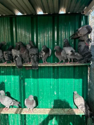 للبيع حمام دحل جبره كامله 32 طير وزود