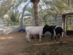 حلال محلي مال ظفار للبيع . أقرأ الوصف