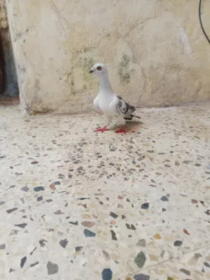 موجود حمام للبيع
