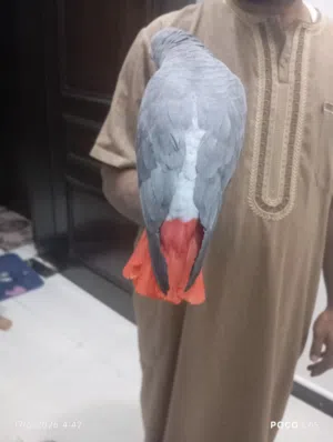 كاسكو سوبر جنبو