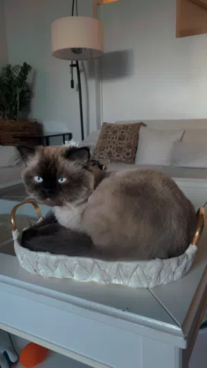 قط للتبني - cat for adoption