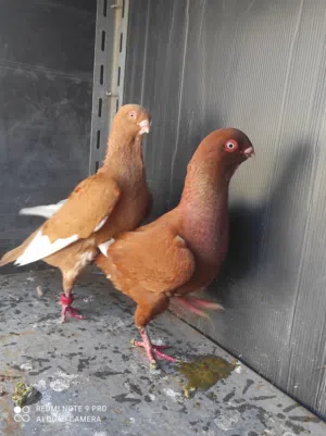 متاح جوز شغالات سعرهم طري