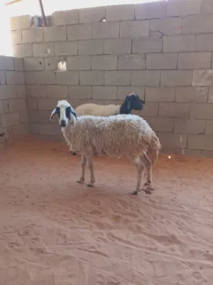 زوز نعاج بطولهم وحده عشرة