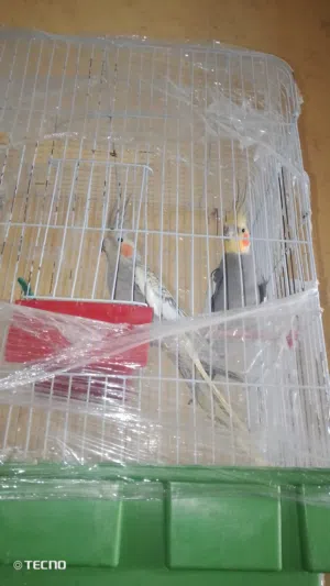 طيور ببغاء الكوكتيل تبديل على اكس بوكس او مصاري