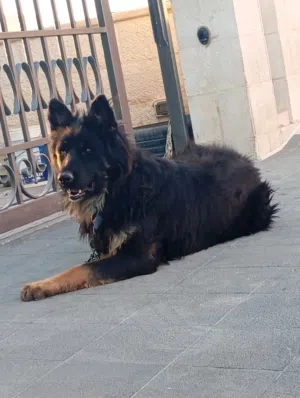 كلب جيرمن شيبرد لونج هير ذكر