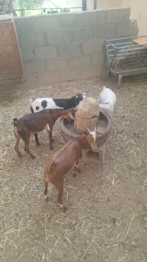 تيوس ظفاريات