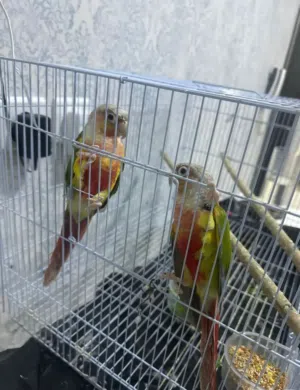 جوز منتج كنيور