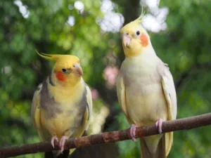 يوجد نثيات كوكتيل للتزاوج صحة ممتازة ماشاء الله