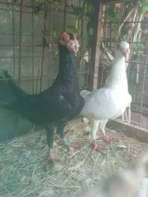 جوز بغادنة