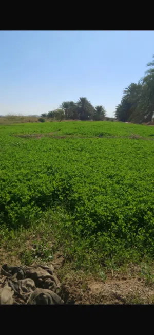 Farm Land for Sale in Al Dakhiliya Bahla