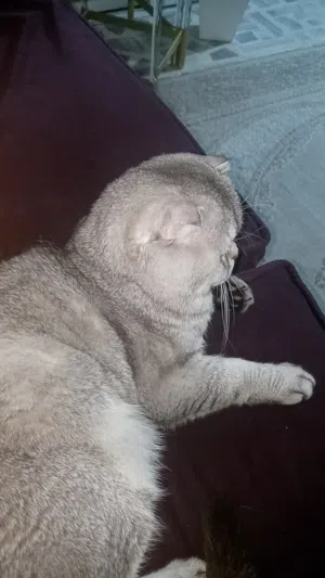 قط سكوتش فولد