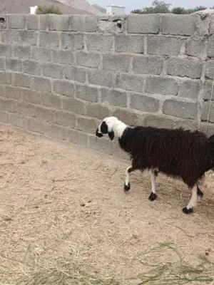 للبيع جعد و غنم مهجنات وعمانيات للجمله