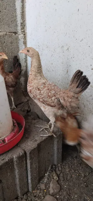 للبيع دجاج عماني