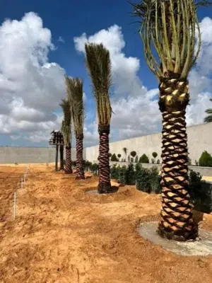 نخيل مثمر نخيل واشنطونيا الزينة