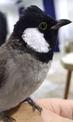بلبل عراقي